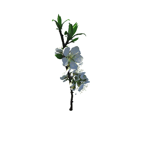 Flower_Prunus mume_white